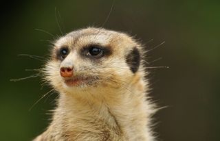 猫鼬，动物园，哺乳动物，可爱，啮齿动物