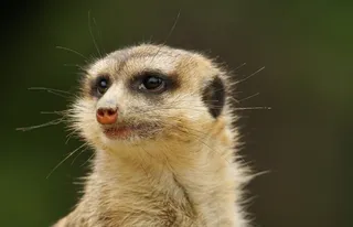 猫鼬，动物园，哺乳动物，可爱，啮齿动物