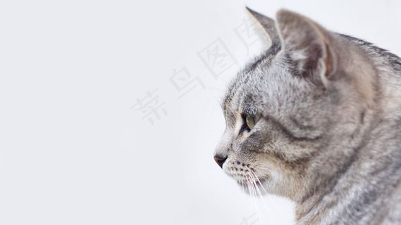 猫，猫的，宠物，小猫，小猫，可爱，家养