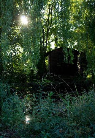 花园，小屋，魔术，太阳，背光，森林