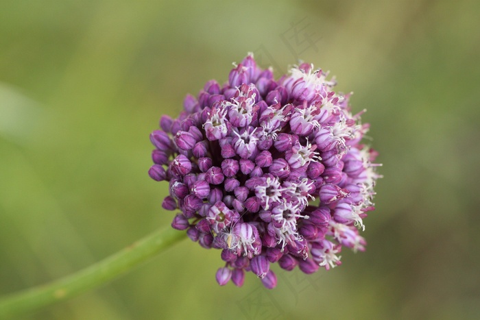 开花，花，野花，关闭，鲜花