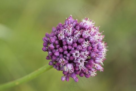 开花，花，野花，关闭，鲜花