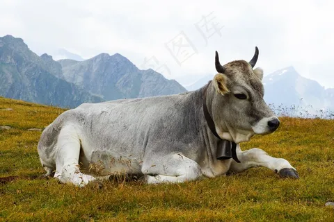牛，牛肉，关注事项，高山，奶牛，休息，牧场