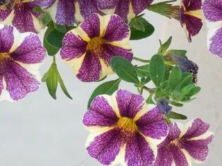 花，矮牵牛，花园，植物，性质，开花，夏天