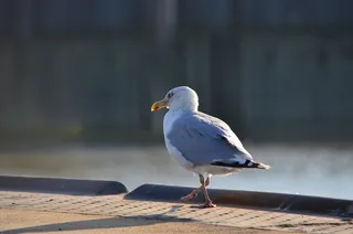 海鸥，Seevogel，鸟，海岸