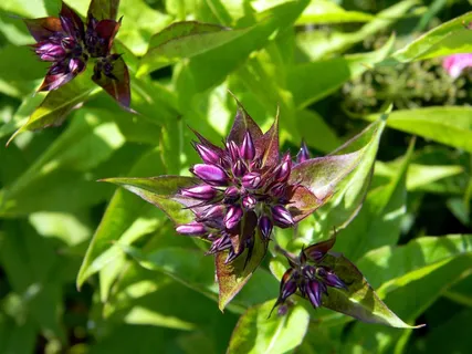 福禄，Floksa芽，花，芽，鲜花，叶子