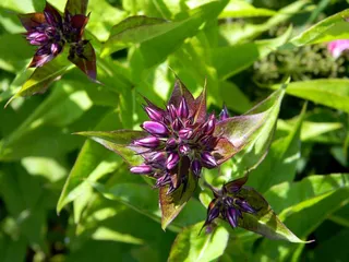 福禄，Floksa芽，花，芽，鲜花，叶子