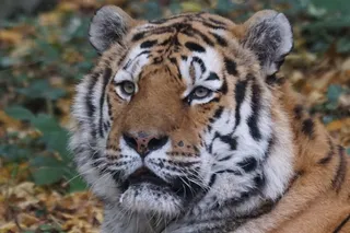 虎，Amurtiger，猫，动物园，野生，动物