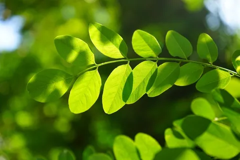 常见的枫树,叶子,绿色,刺槐,叶静脉 常见的枫树,叶子,绿色,刺槐,叶静脉