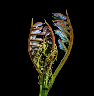 蕨类，幼叶，男孩芽，春天，毛茸茸