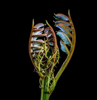 蕨类，幼叶，男孩芽，春天，毛茸茸