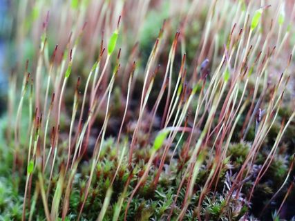 草，苔，绿色，植物，性质，关闭