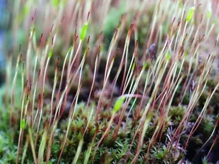 草，苔，绿色，植物，性质，关闭