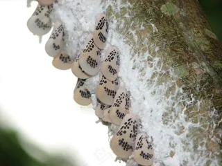 蝴蝶，昆虫，丝绸