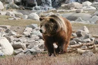 灰熊，熊，黄石，动物，哺乳动物