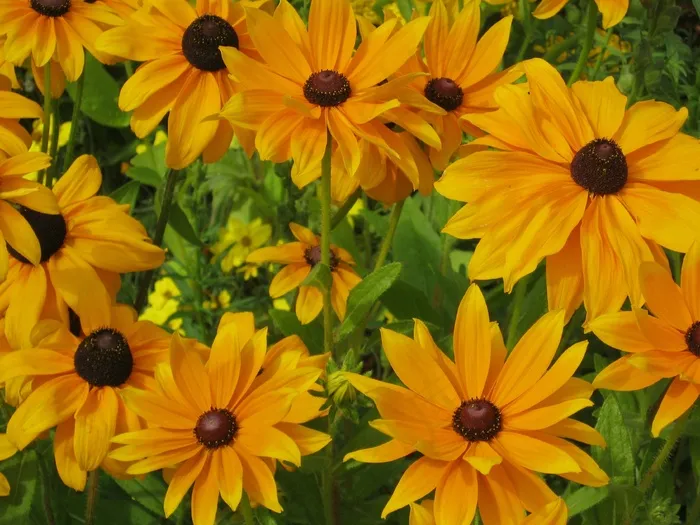 向日葵，鲜花，Blütenmeer，床，折扣