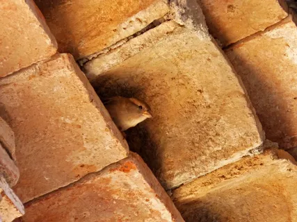 麻雀，德克萨斯州，屋檐，巢