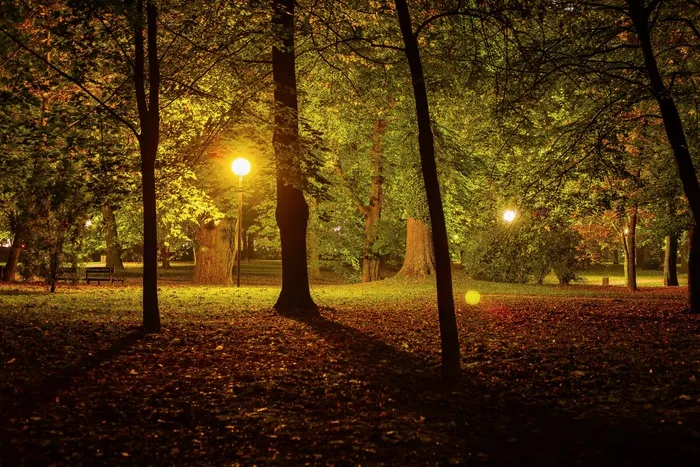 夜，公园，城市公园，黑暗，户外，树，场景