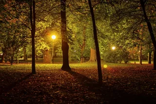 夜，公园，城市公园，黑暗，户外，树，场景