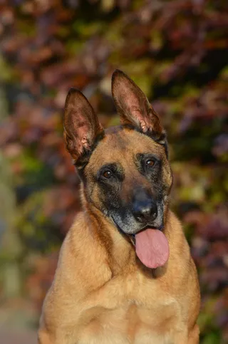 玛利诺犬，秋季，叶子，注意，秋叶