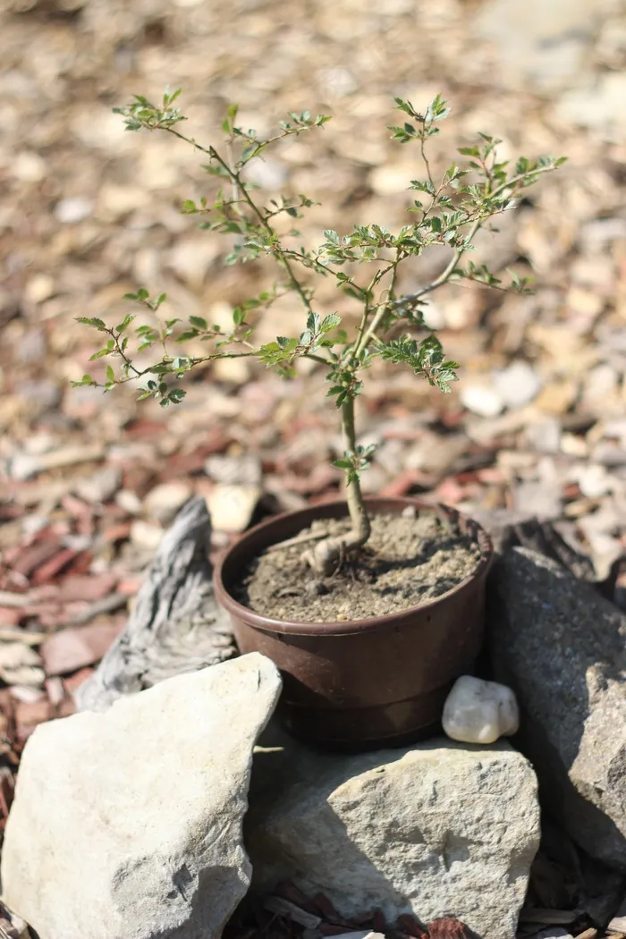 幼树，盆景，静物，小，树，石头