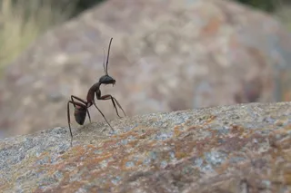 蚂蚁，昆虫，自然，宏
