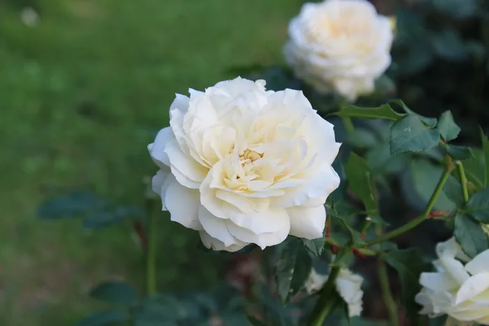 白玫瑰，鲜花，白玫瑰，群集，花园