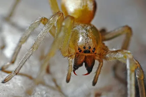 蜘蛛,蜘蛛,宏,性质,动物,捕食者,Bug 蜘蛛,蜘蛛,宏,性质,动物,捕食者,Bug