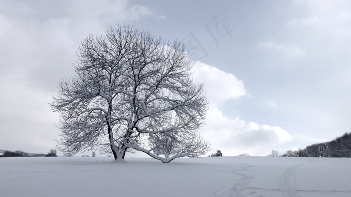 树，雪，冬季，季节，白色，景观，冷淡