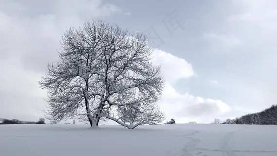 树，雪，冬季，季节，白色，景观，冷淡