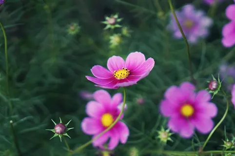 波斯菊,花,秋天 波斯菊,花,秋天