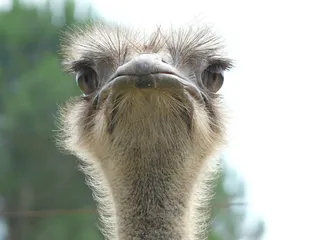 鸵鸟，动物世界，看看