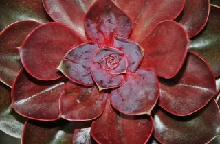 Houseleek，高山Houseleek，植物，新鲜绿色，植物