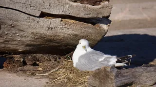 海鸥巢，烹饪，巢，鸥属