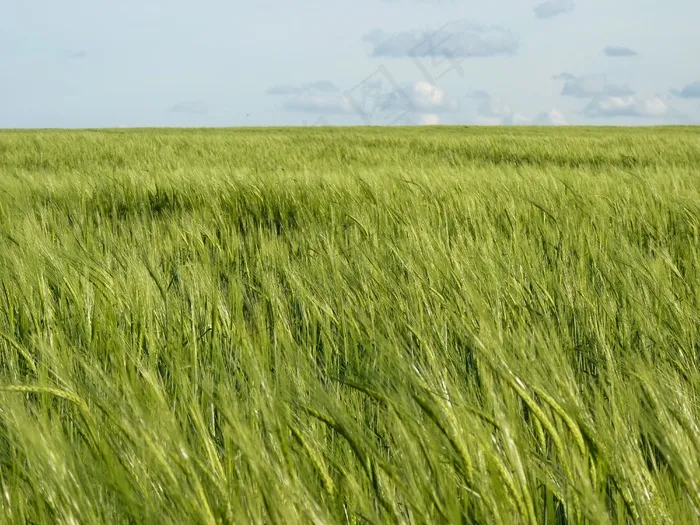 田野，粮食，谷物，穗，农业，玉米田