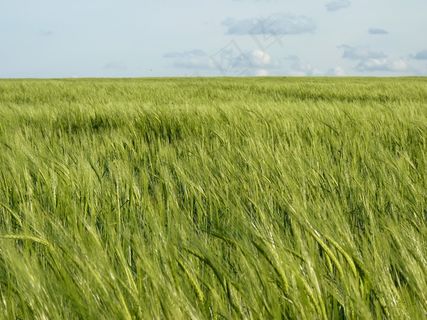 田野，粮食，谷物，穗，农业，玉米田