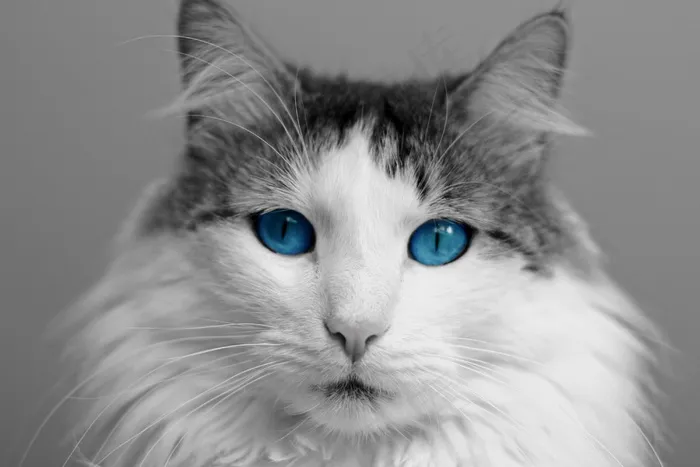 猫，动物，家猫，哺乳动物，宠物，毛皮