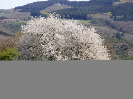 开花，性质，春天，树，卢森堡