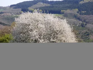 开花，性质，春天，树，卢森堡