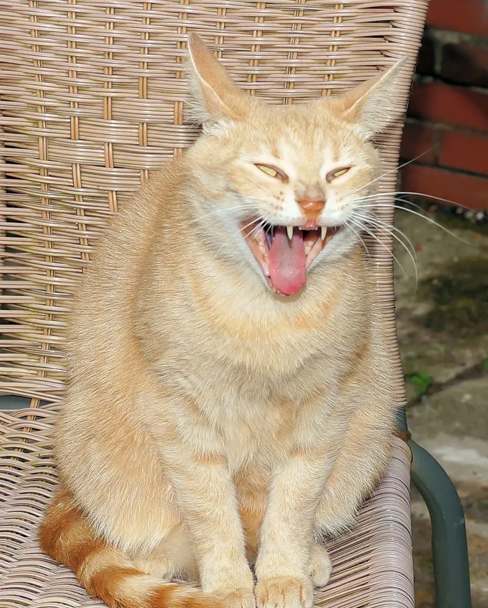 猫，家猫，女，亲爱的，注意，骄傲