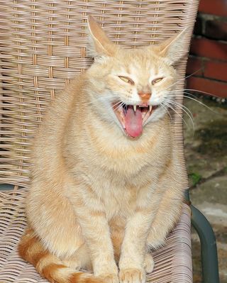 猫，家猫，女，亲爱的，注意，骄傲