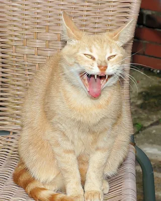 猫，家猫，女，亲爱的，注意，骄傲