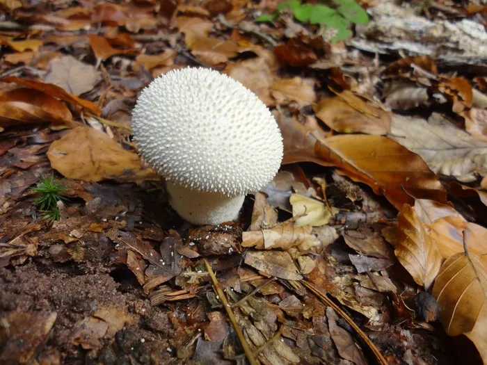 蘑菇，Bovist，森林，秋季，性质，叶子