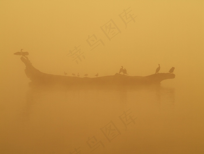 鸟，早晨，水，雾，橙色，气候，自然