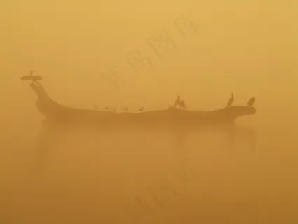 鸟，早晨，水，雾，橙色，气候，自然