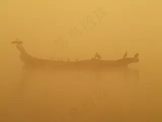 鸟，早晨，水，雾，橙色，气候，自然