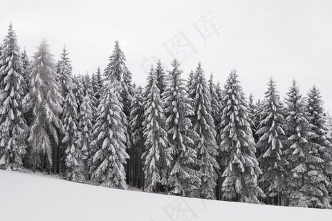 森林，寒冬，雪域，冬季魔术，树木
