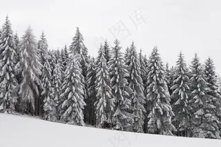 森林，寒冬，雪域，冬季魔术，树木