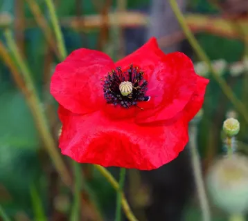 罂粟,罂粟花,花,红色,Klatschmohn 罂粟,罂粟花,花,红色,Klatschmohn