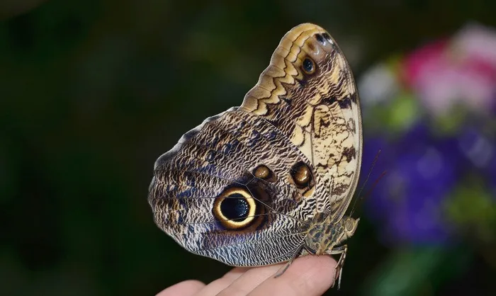 Calippo勃起，Morpho Peleides，分支，肢体